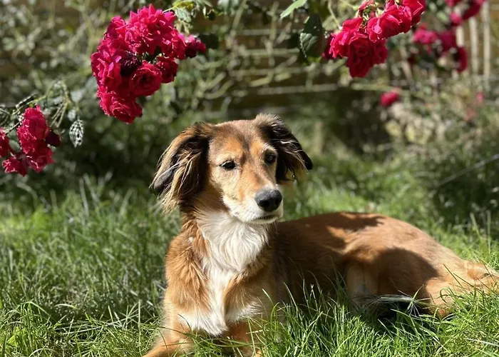 Zuhause Auf Zeit In 公寓 *